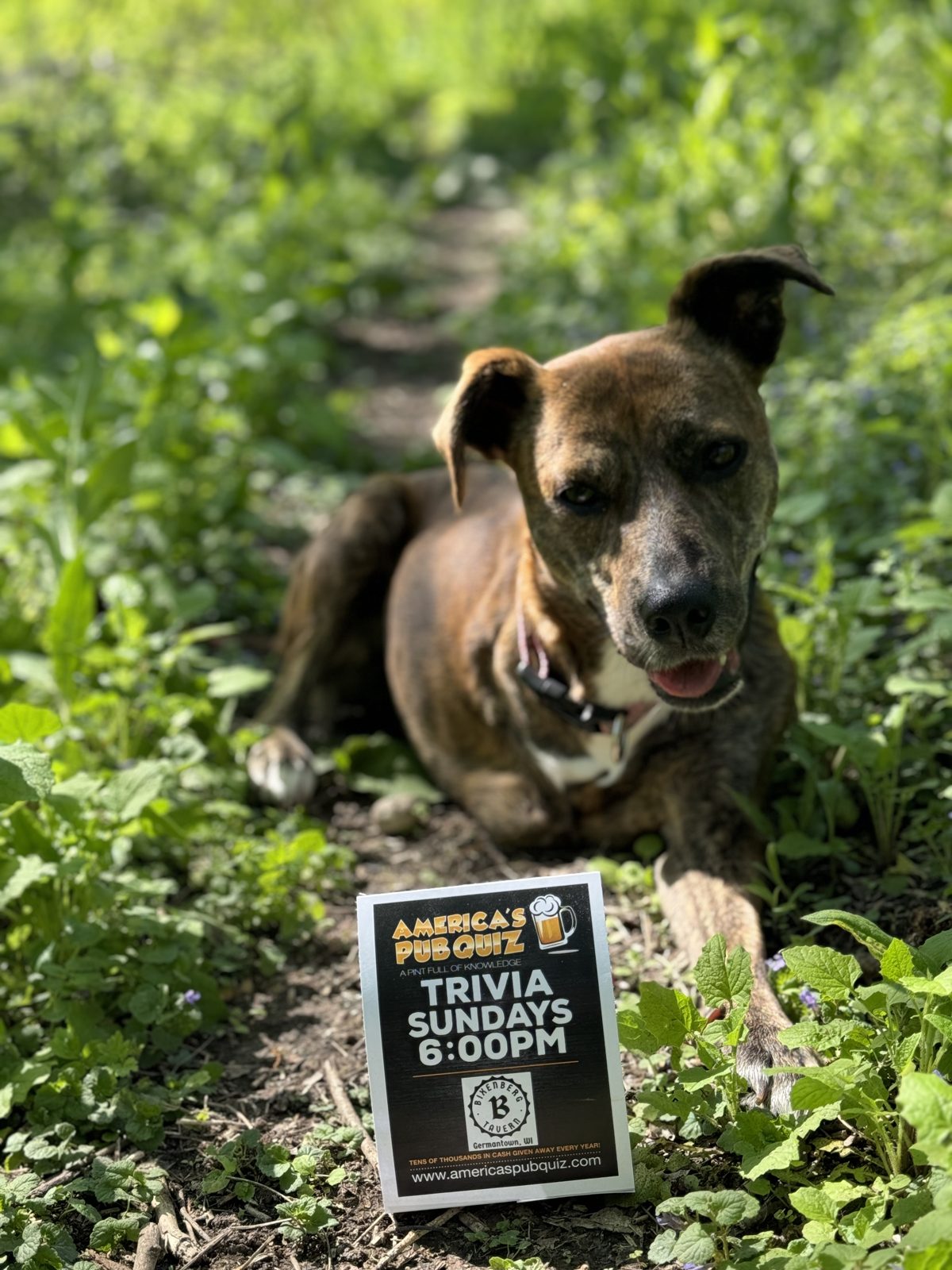 The dog with a trivia night flyer